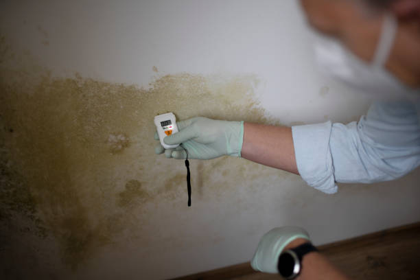 Mold Removal and Inspection in Murrells Inlet, SC