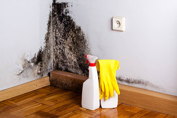 Best Attic Mold Removal  in Murrells Inlet, SC