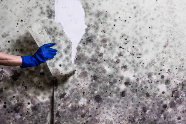 Best Mold Removal and Inspection  in Murrells Inlet, SC