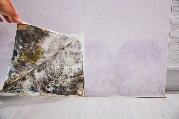 Best Mold Damage Repair  in Murrells Inlet, SC